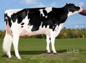 Adaway High Demand 2917